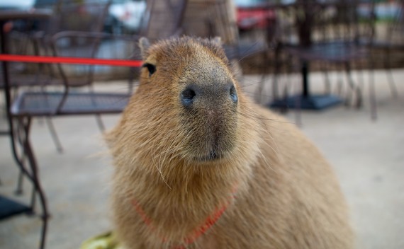 Caplin the Capybara